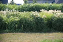 6970d3d523bddf96e4a33868 Fc0911 Biofuel