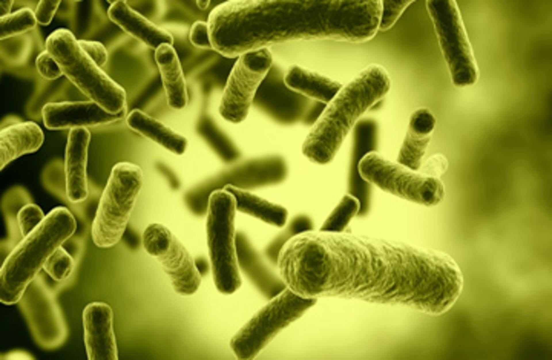 Bacteria