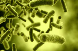 Bacteria