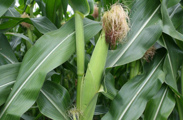 Cellulosic ethanol