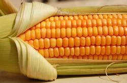 corn corn