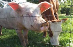 farm animals farm animals