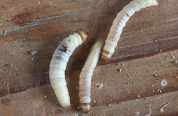 Wikipedia Commons/Rasbak