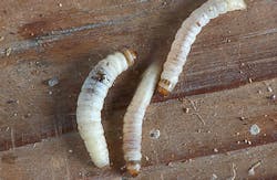 Wikipedia Commons/Rasbak Wikipedia Commons/Rasbak