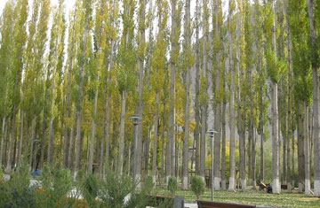 poplar trees