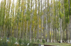 poplar trees poplar trees
