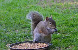 Squirrel Squirrel