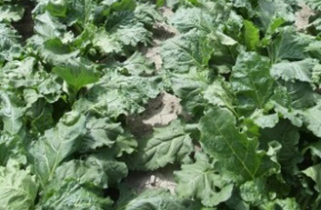 ethanol renewable fuel