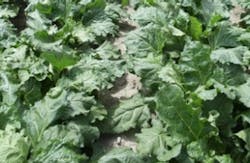 ethanol renewable fuel ethanol renewable fuel