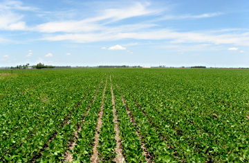 soybean crop