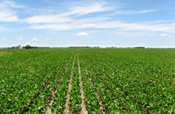 soybean crop soybean crop