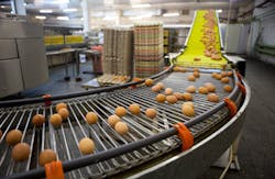 egg production egg production