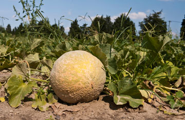 Cantaloupe farm owners plead guilty in listeriosis outbreak case