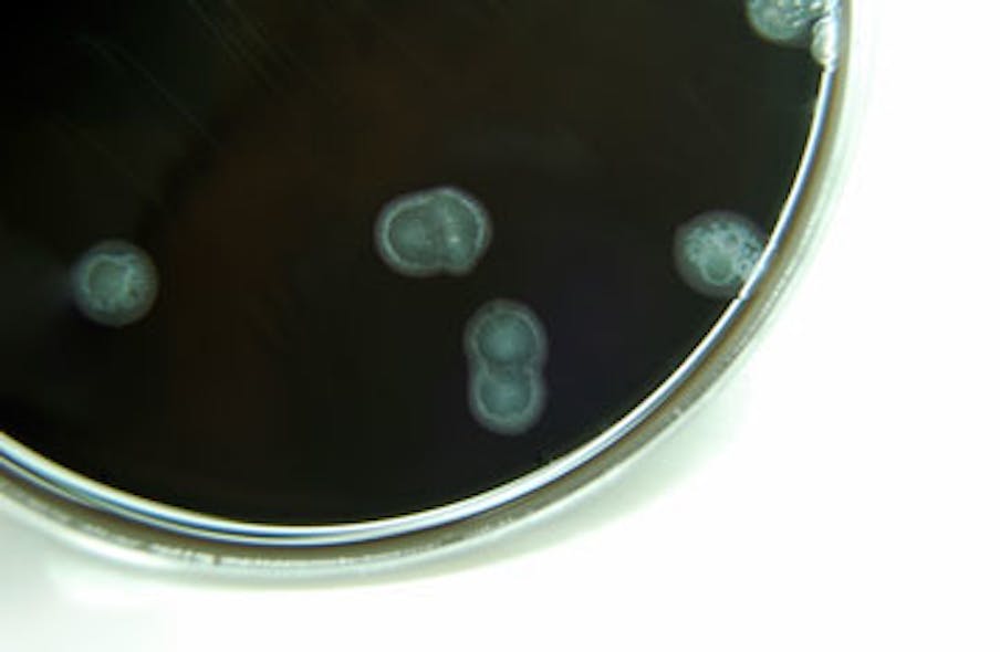 Campylobacter bacteria