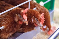 poultry industry poultry industry