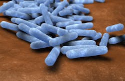 e. coli bacteria e. coli bacteria