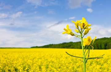 Rene Walter/iStockphoto/Thinkstock