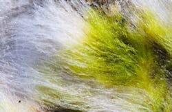 Algae-based abstract Algae-based abstract