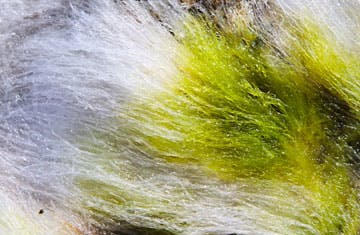 Algae-based abstract