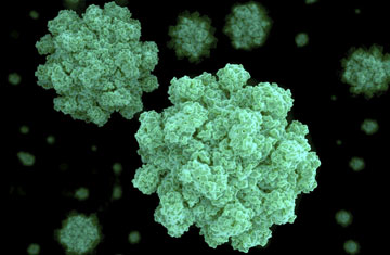 Norovirus (selvanegra/iStockphoto/Thinkstock)