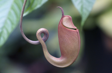 Manassiri/iStockphoto/Thinkstock