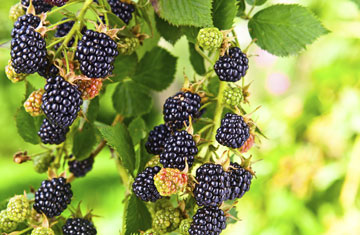 igorr1/iStockphoto/Thinkstock