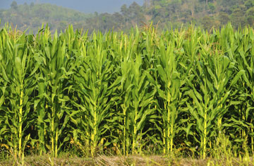 taoat/iStockphoto/Thinkstock