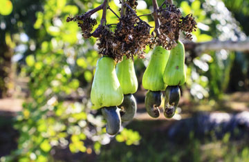 bannerwega/iStockphoto/Thinkstock