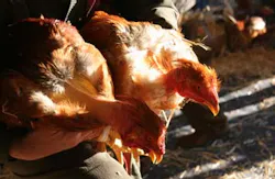 poultry