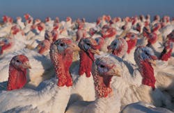 turkey processing turkey processing