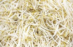 bean-sprouts bean-sprouts