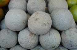 Cantaloupes Cantaloupes