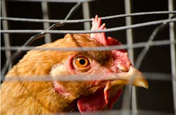 poultry-processing poultry-processing