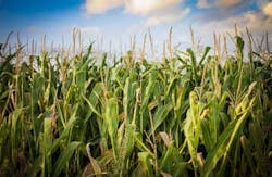 corn-ethanol corn-ethanol