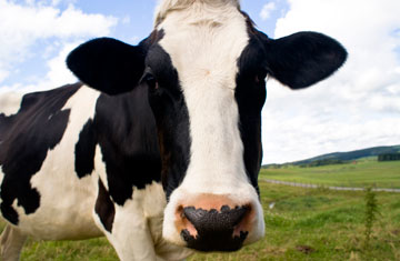 Milk Processing Industry_121912