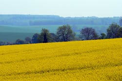 oilseed-camelina oilseed-camelina