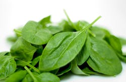 spinach spinach