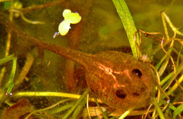 tadpole
