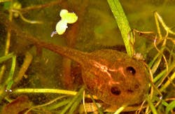 tadpole tadpole