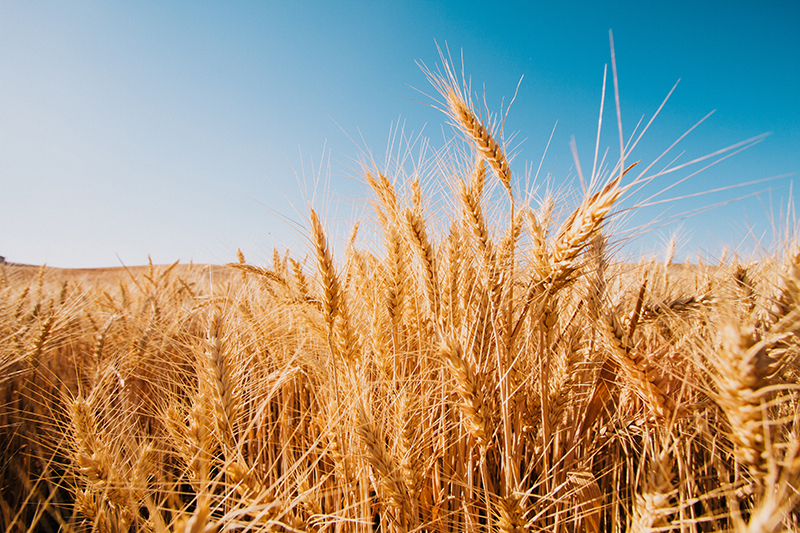 The distilling process begins with milling cereal grains. Courtesy of Amanda Joy Christensen of Artisan Spirit Magazine.
