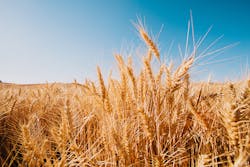 The distilling process begins with milling cereal grains. Courtesy of Amanda Joy Christensen of Artisan Spirit Magazine. The distilling process begins with milling cereal grains. Courtesy of Amanda Joy Christensen of Artisan Spirit Magazine.
