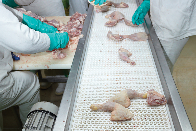 Plastic modular belting utilized for poultry handling. Images courtesy of Arkema