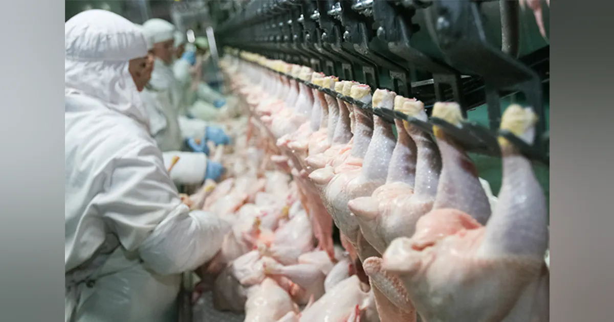 4 growth trends in the global processed poultry market | Processing ...
