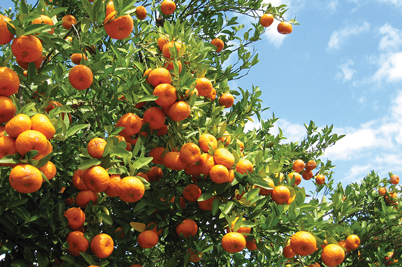 HelloBrianHogan/iStock