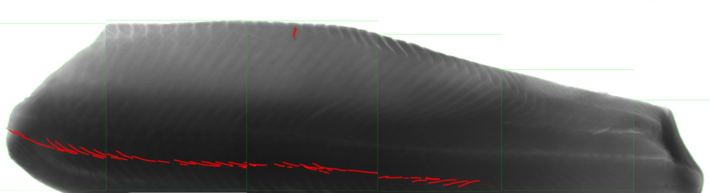 X-ray image of a salmon fillet showing a number of bones still present