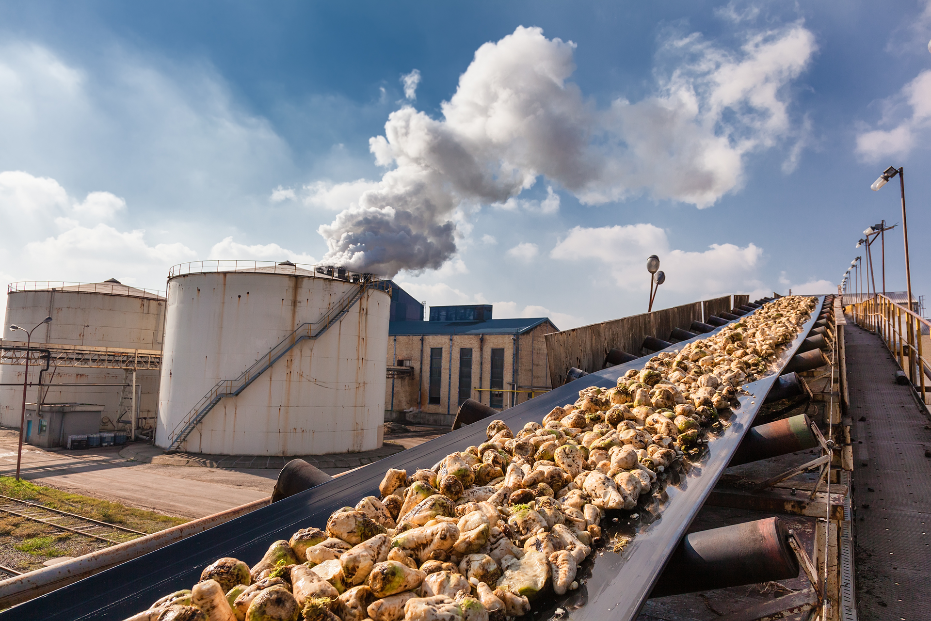 Sugar beet production.