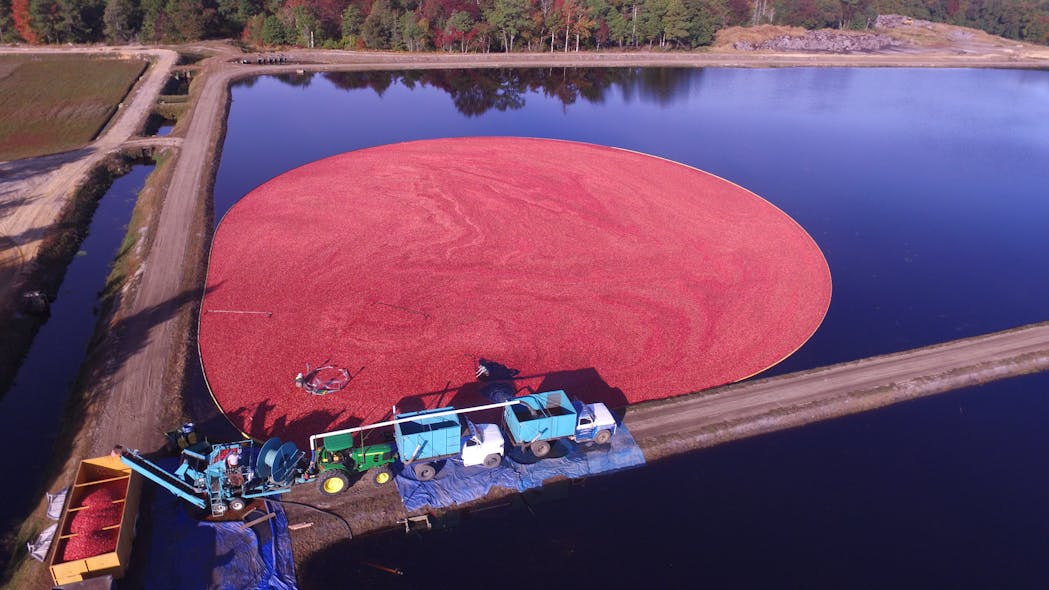 Cranberries ready for harvest at the Lee Brothers farm in Chatsworth, New Jersey, which has been a vital part of the economy for over 160 years.