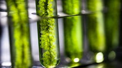 Algae have a number of convincing properties that make it ideal for use in developing synthetic drugs. Algae have a number of convincing properties that make it ideal for use in developing synthetic drugs.