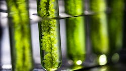 Algae have a number of convincing properties that make it ideal for use in developing synthetic drugs.