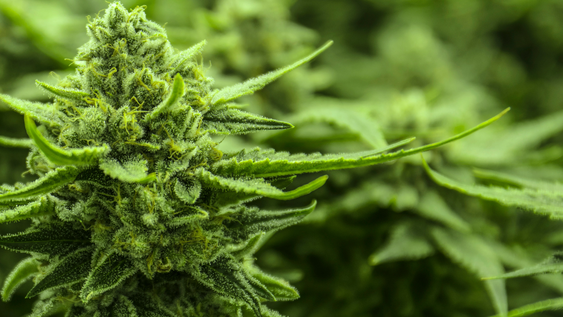 Figure 1: Marijuana plants in the flowering phase produce strong scents, often deemed unpleasant by greenhouse neighbors.